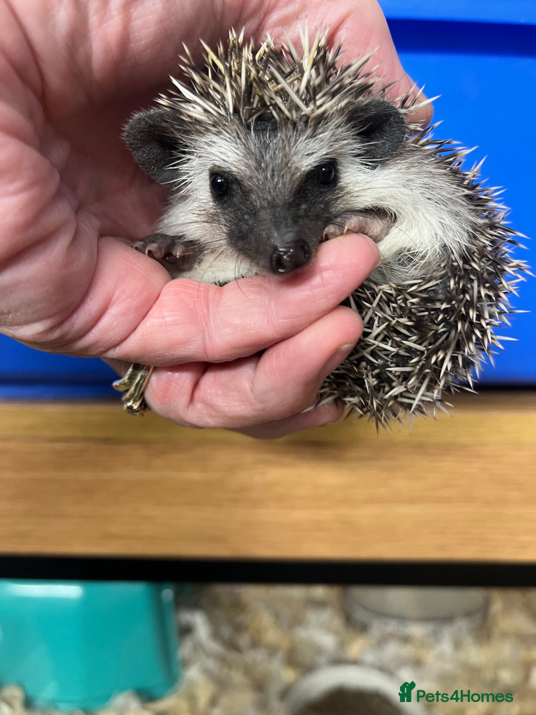 Pygmy Hedgehog rodents for sale: Pygmy hoglets ready now!Stunning 8wk friendly baby - Image 3