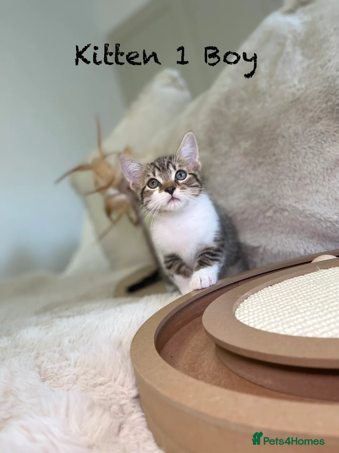 Mixed Breed cats for sale: Stunning kittens 8 weeks old ready now  - Advert 3