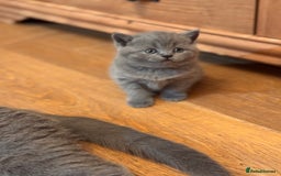 British Shorthair cats for sale: 🌟 Adorable British Shorthair Kittens – Ready! 🌟 - Image 22