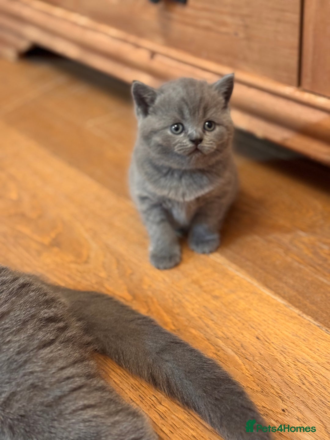 British Shorthair cats for sale: 🌟 Adorable British Shorthair Kittens – Ready! 🌟 - Image 22