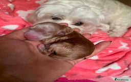 Maltipoo dogs for sale: Beautiful maltipoo puppies looking for new homes  - Image 2