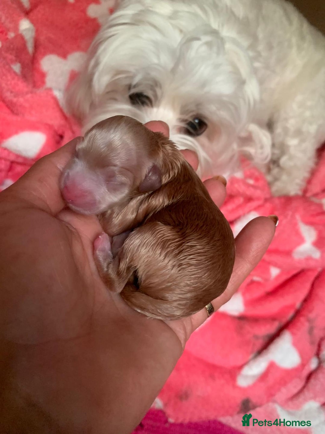 Maltipoo dogs for sale: Beautiful maltipoo puppies looking for new homes  - Image 2