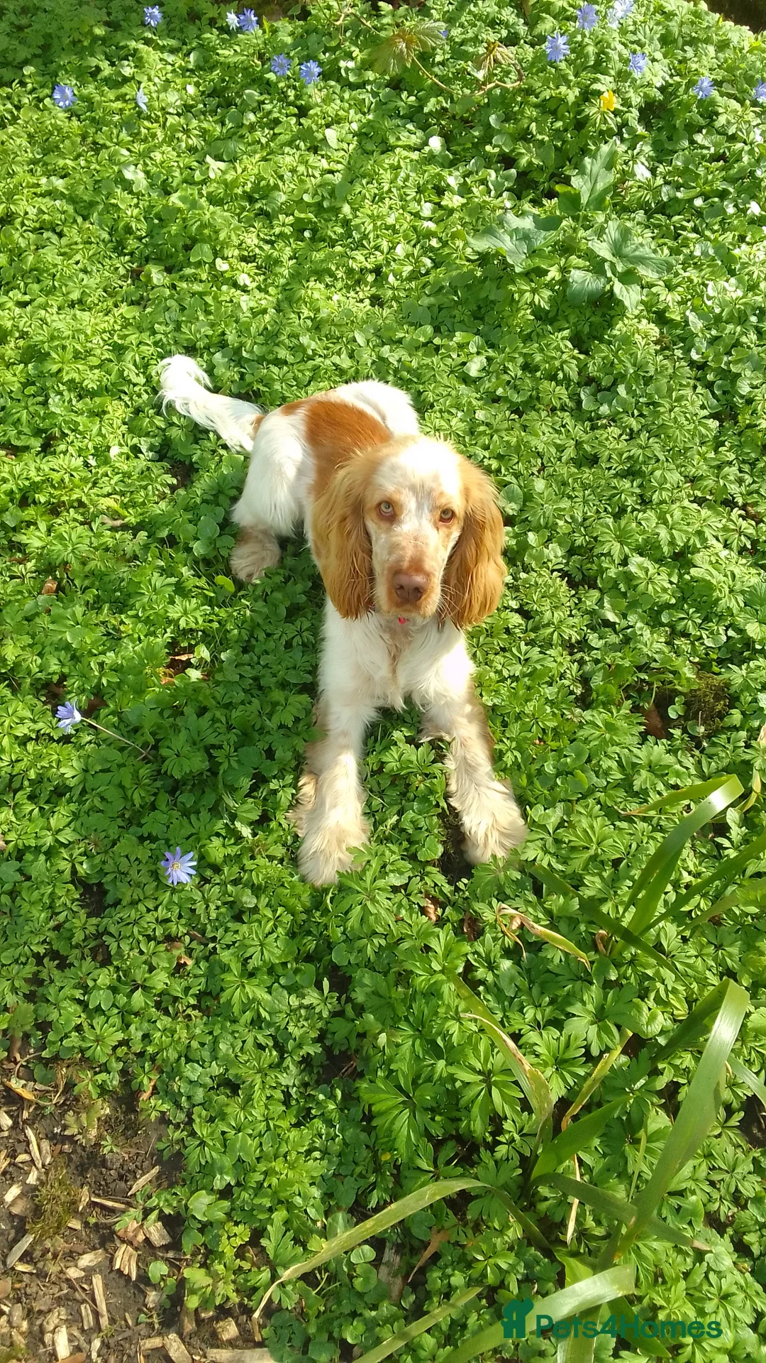 Cocker Spaniel dogs for sale: Orange roan male show cocker spaniel 2yrs old in York - Advert 1