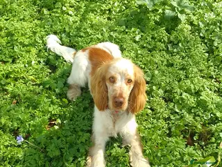 Cocker Spaniel dogs Orange roan male show cocker spaniel 2yrs old - Advert 1