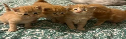 Ragdoll cats for sale: Ginger Tabby Ragdoll Kittens 🧡 ✨  - Advert 8