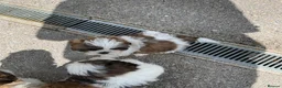 Shih Tzu dogs for sale: Full shih tzu puppies  - Advert 3