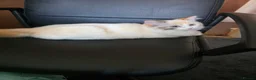 Mixed Breed cats for sale: Ragdoll / Persian Cross for sale - Advert 3