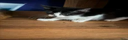 Mixed Breed cats for sale: Beautiful kitten available now £60 - Advert 4