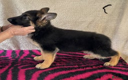 German Shepherd dogs for sale: Stunning KC Registered German Shepherd Puppies - Image 2