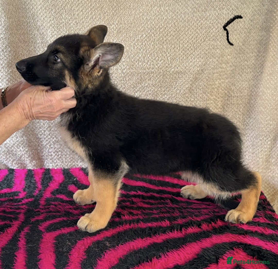 German Shepherd dogs for sale: Stunning KC Registered German Shepherd Puppies - Image 2