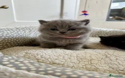 British Shorthair cats for sale: Stunning British short hair kittens  - Image 6