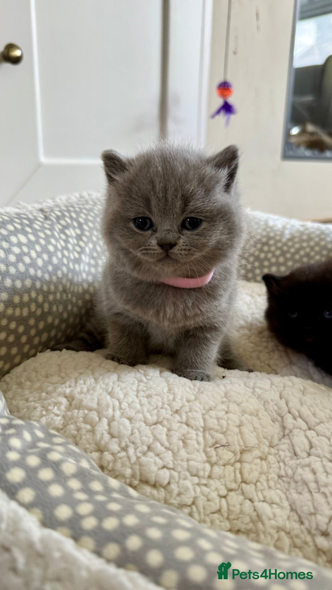 British Shorthair cats for sale: Stunning British short hair kittens  - Image 6