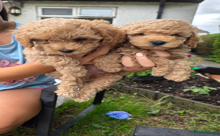 Maltipoo dogs - Advert 10