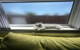 Persian cats for sale: Persian chinchilla kittens - Image 17