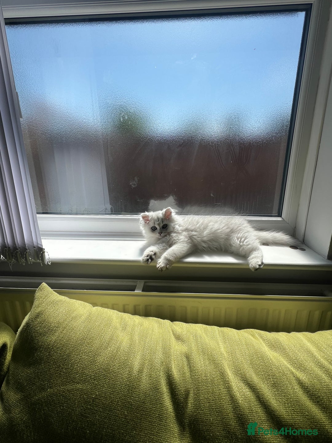 Persian cats for sale: Persian chinchilla kittens - Image 17