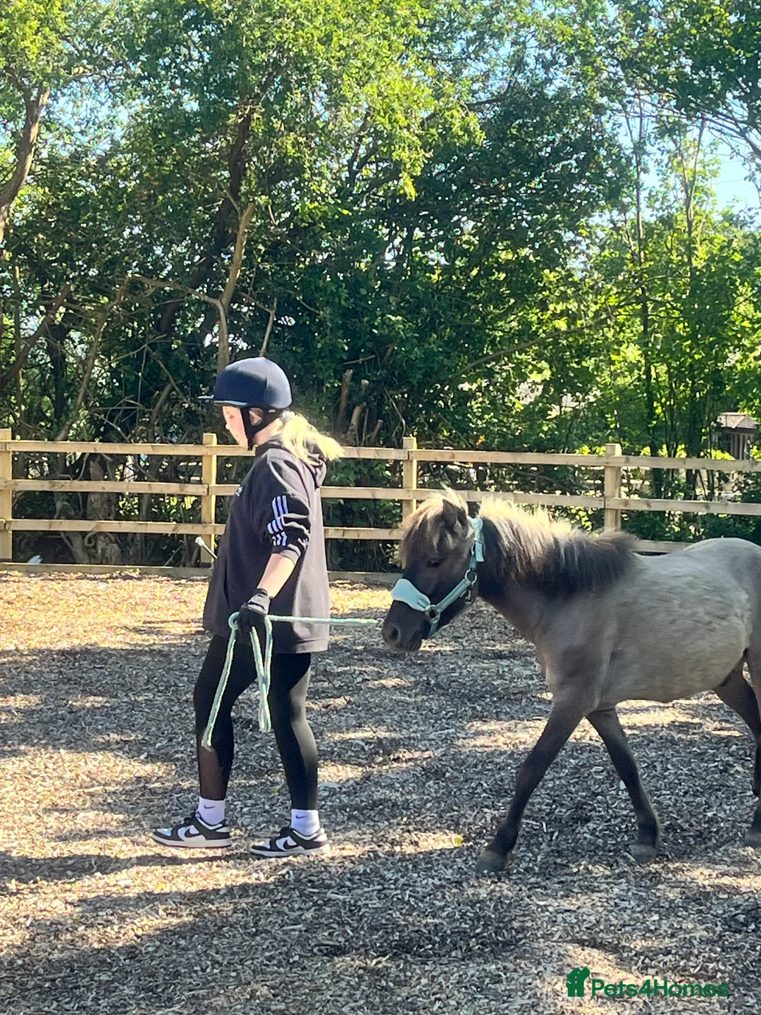 Dartmoor horses for sale: Dartmoor Hill Pony - Advert 9