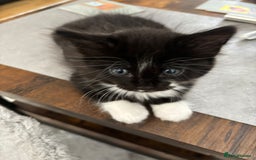 Bombay cats for sale: Last 2 remaining Kittens for sale  - Image 27