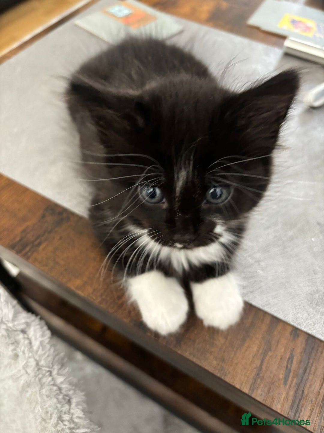 Bombay cats for sale: Last 2 remaining Kittens for sale  - Image 27