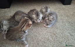 British Shorthair cats for sale: 2 female 4 male kittens  - Image 9
