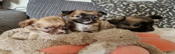 Chihuahua dogs for sale: Chihuahua puppy's  - Advert 6