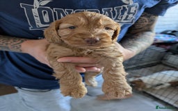 Cockapoo dogs for sale: Cockerpoo pups for sale in Witham - Image 7