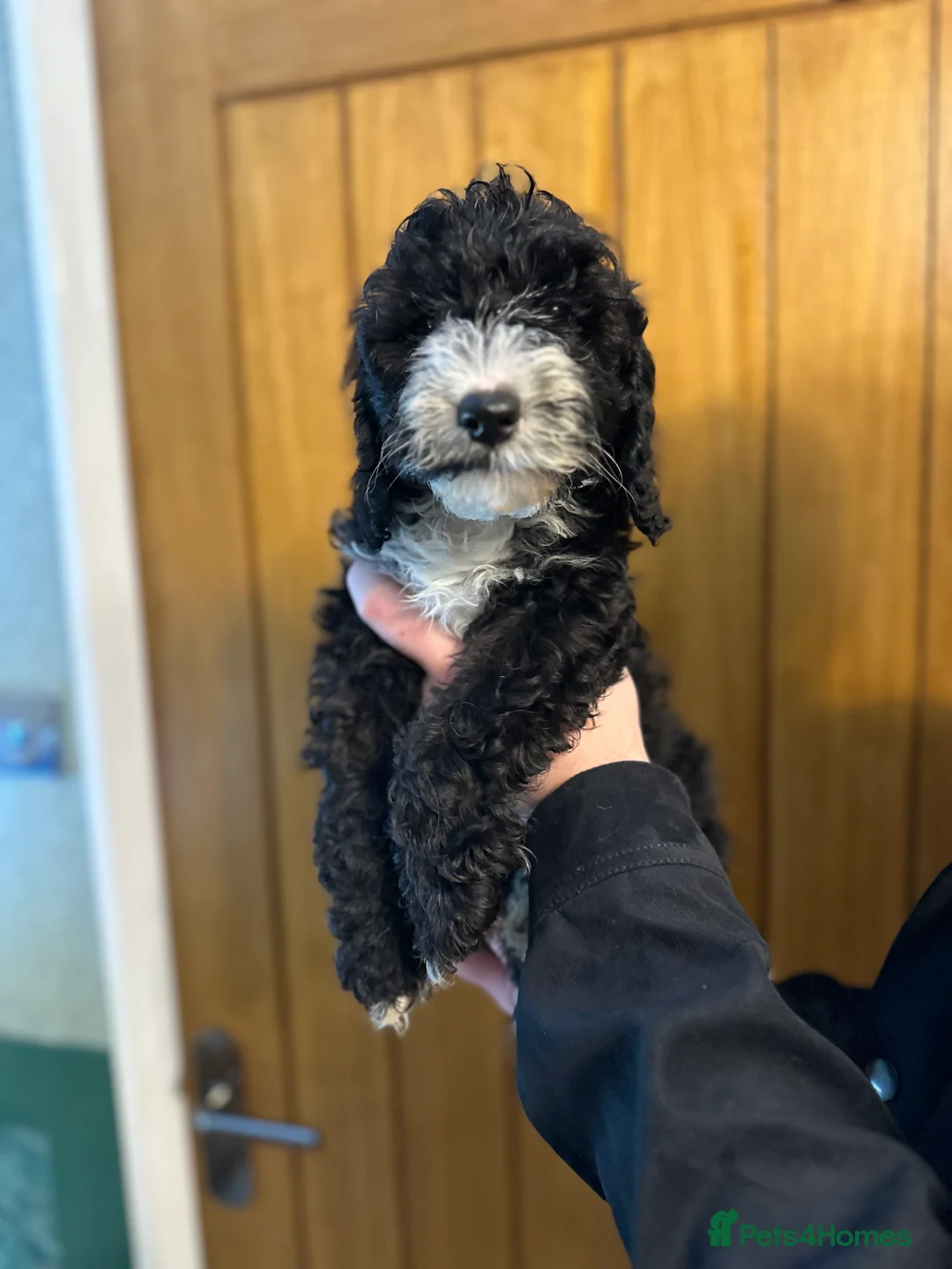 Cockapoo dogs for sale: X2 Cockerpoo boys left  - Advert 7