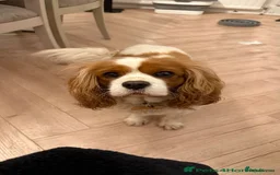 Cavalier King Charles Spaniel dogs for sale: Beautifully loving dog looking for a new family  - Image 2