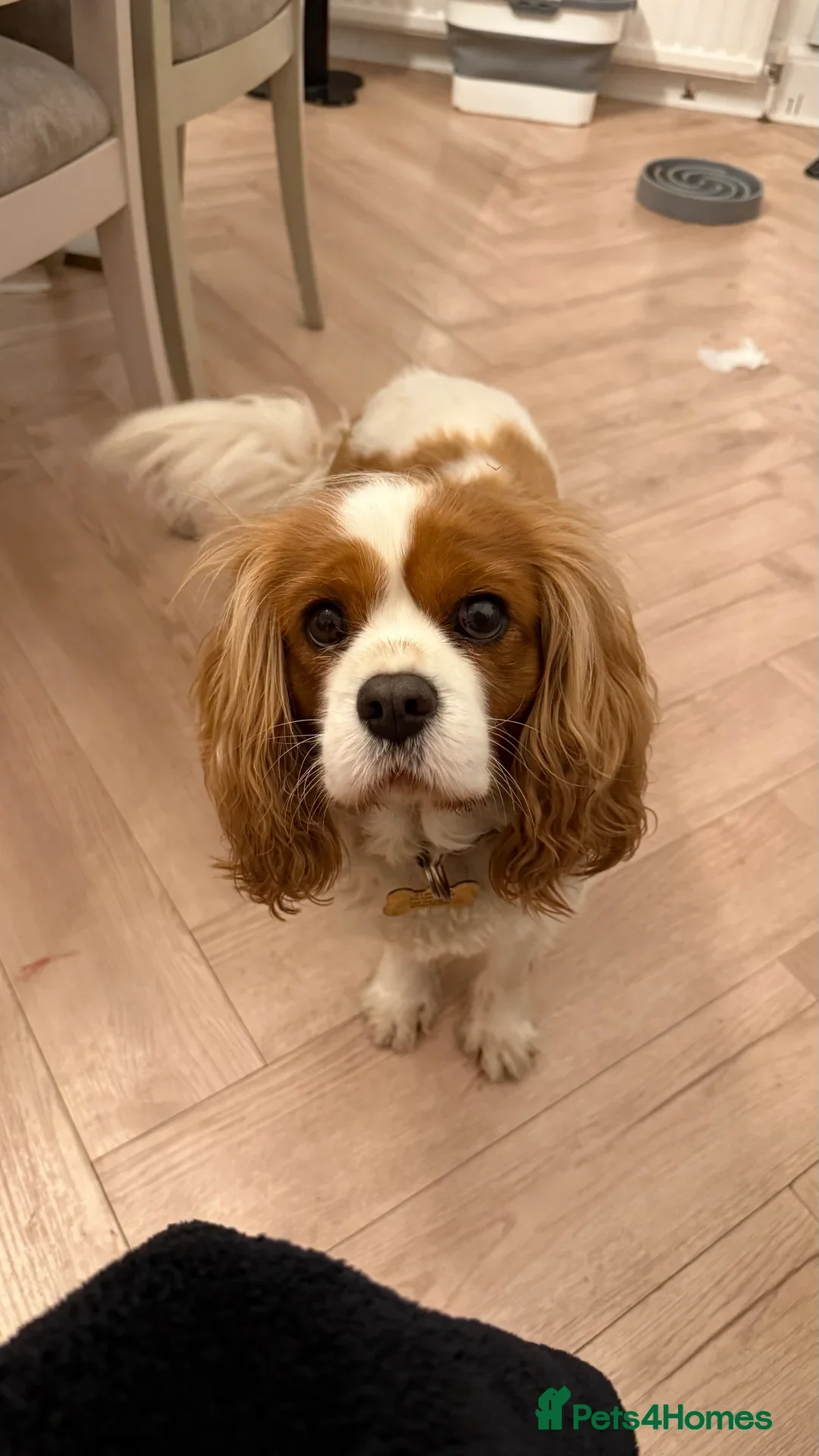 Cavalier King Charles Spaniel dogs for sale: Beautifully loving dog looking for a new family  - Image 2
