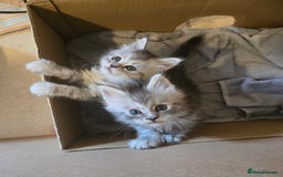 Maine Coon cats for sale: 4 Beautiful GCCF Registered Maine Coon Kittens  - Image 9