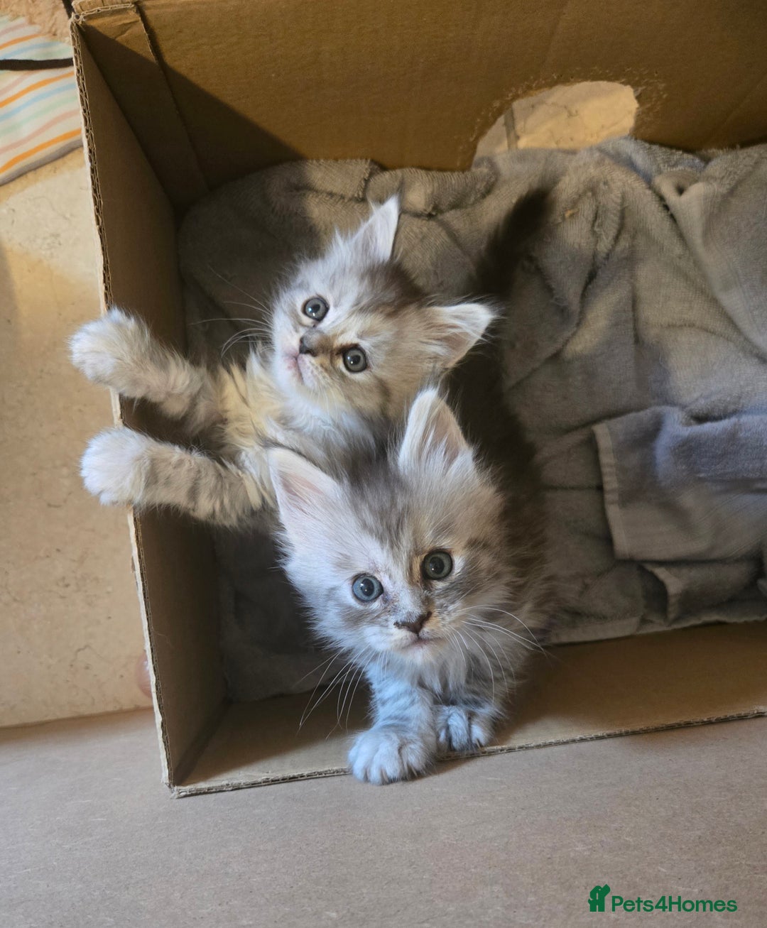 Maine Coon cats for sale: 4 Beautiful GCCF Registered Maine Coon Kittens  - Image 9