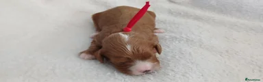 RED FEMALE