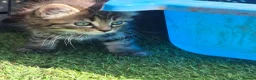 Mixed Breed cats for sale: Beautiful kittens in Norwich - Advert 12