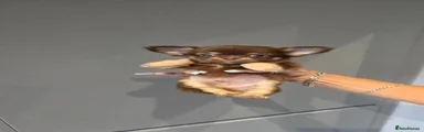 Chihuahua 1