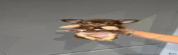 Chihuahua dogs for sale: Chihuahua puppies Russian ancesry with apple head  - Advert 29