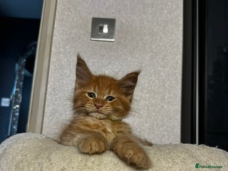 Maine Coon cats 🐱 READY FOR NEW HOME FULL MAINE COON KITTENS 🐱 - Advert 4