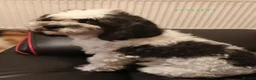 Shichon dogs for sale: Adorable shichon puppies - Advert 3