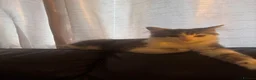 Mixed Breed cats for sale: Brucey - Advert 4