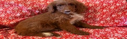 Labradoodle dogs for sale: Labradoodles  - Advert 5