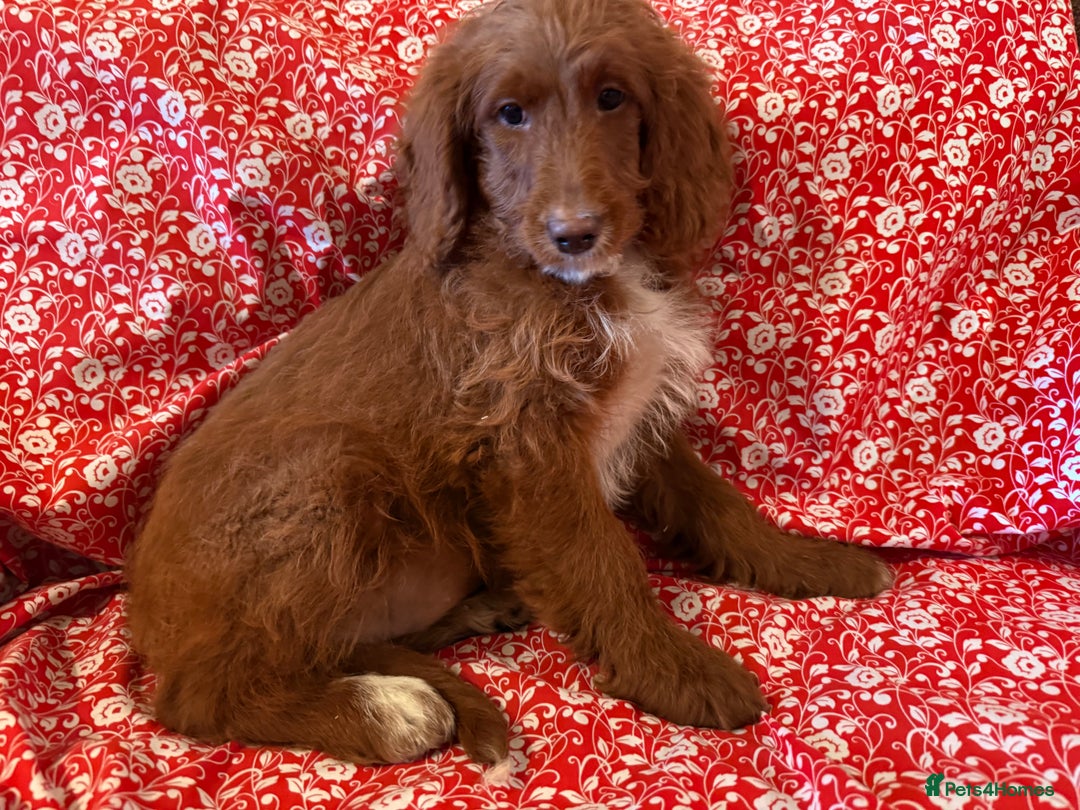 Labradoodle dogs for sale: Labradoodles  - Advert 5