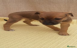 Lurcher dogs for sale: Lurcher puppies for sale.  - Image 8