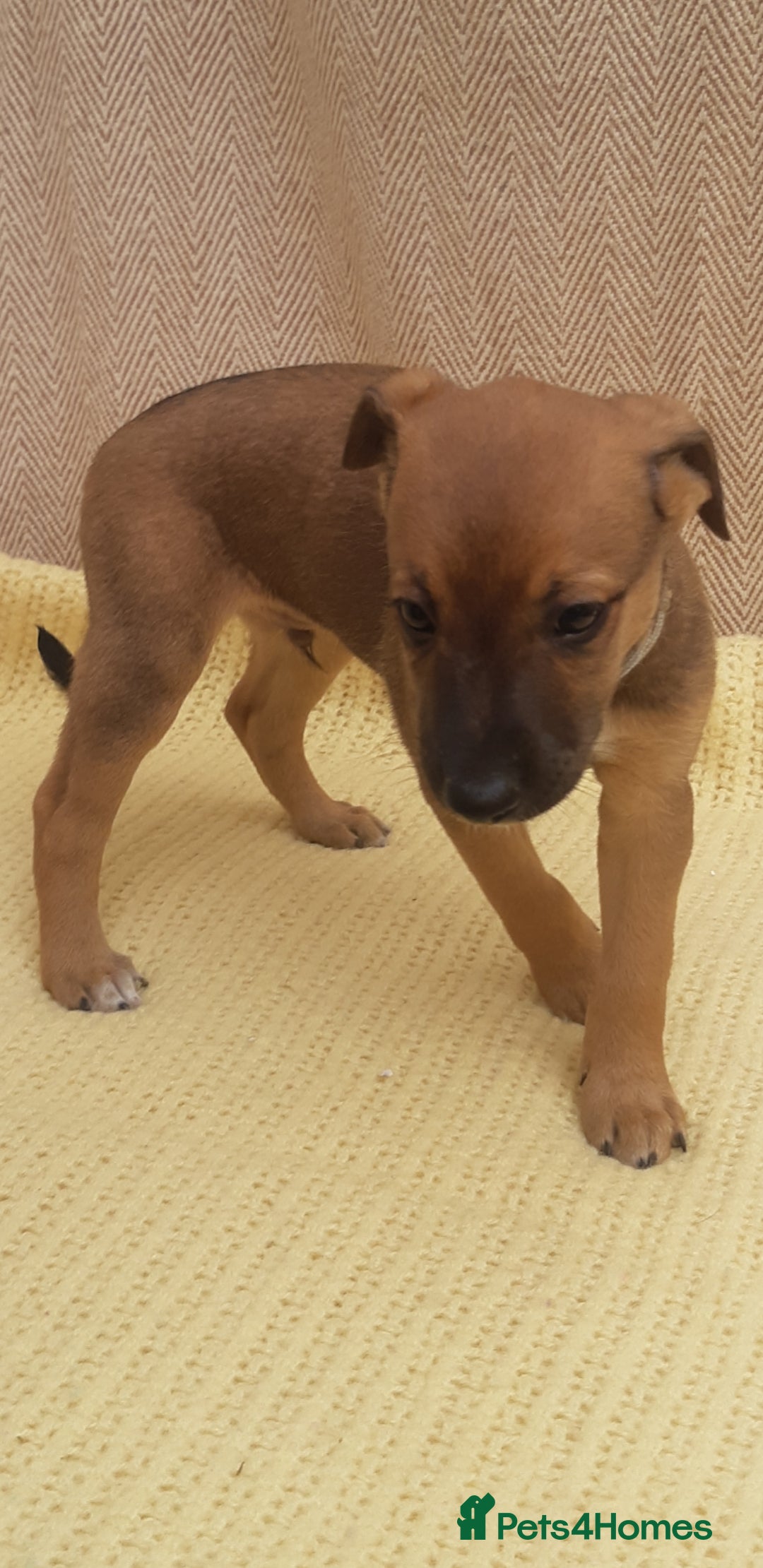 Lurcher dogs for sale: Lurcher puppies for sale.  - Image 8