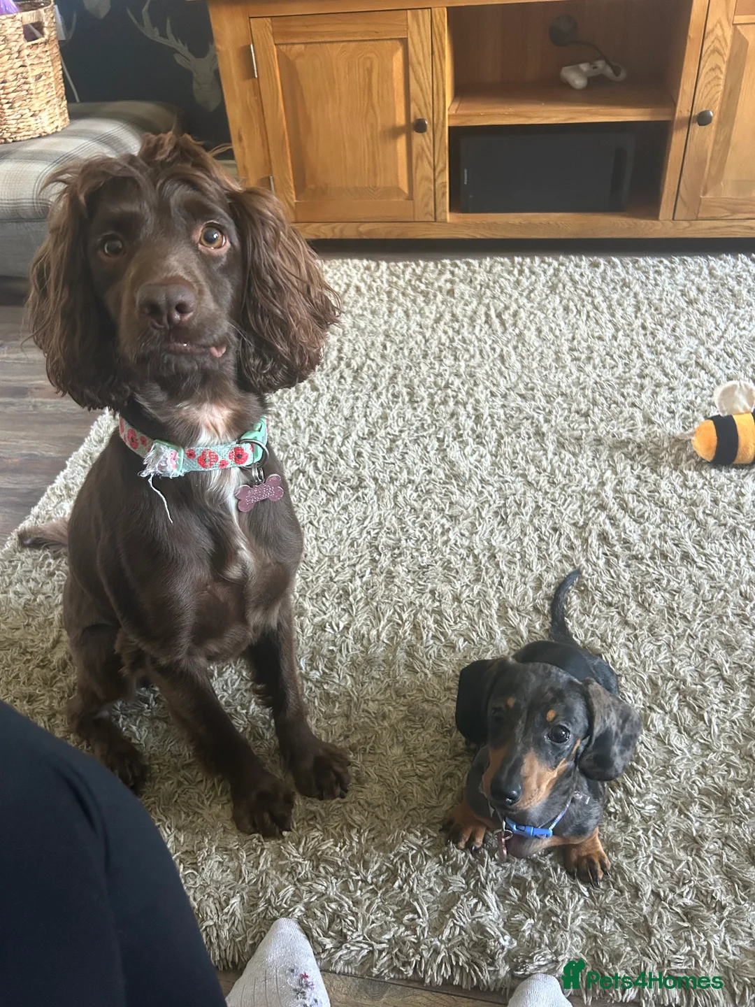 Sprocker dogs for sale: Loving Dog “Buttons” Needs a New Forever Home 🐾 - Advert 2