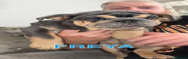 English Bulldog 4 FREYA