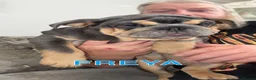 English Bulldog dogs for sale: English bulldogs RARE PINK GENE FLUFFY CARRIERS  - Advert 9