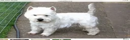 West Highland Terrier dogs for stud: Quality proven stud dogs in Doncaster - Advert 1