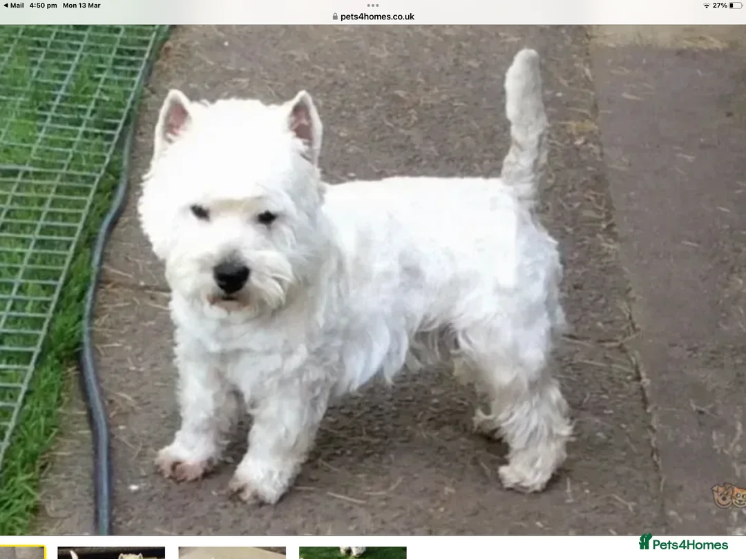 West Highland Terrier dogs for stud: Quality proven stud dogs in Doncaster - Advert 1