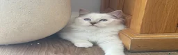 Ragdoll cats for sale: Champion GCCF Ragdoll Kitten 15 weeks old  - Advert 5