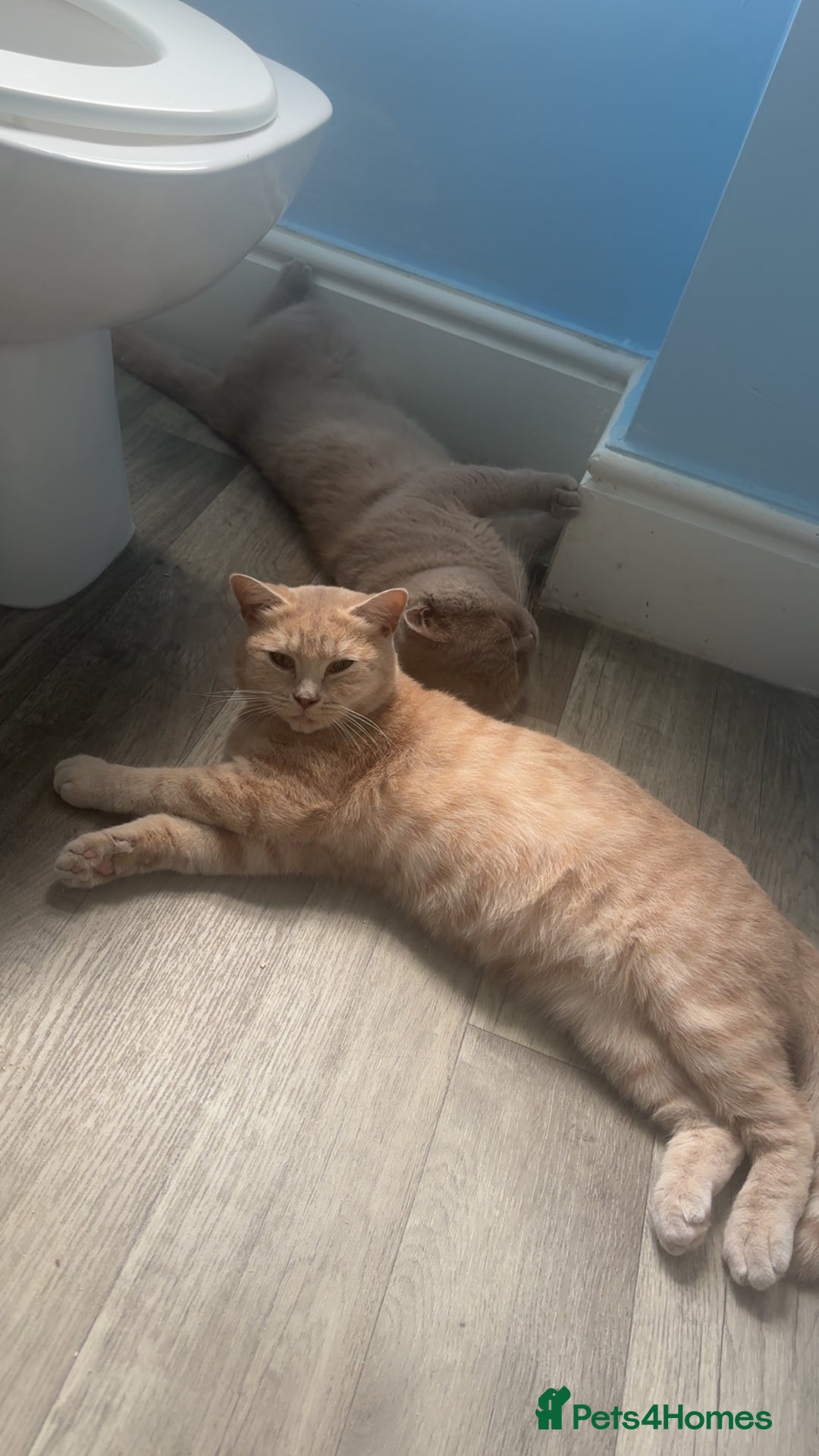 British Shorthair cats for sale: Britishshorthair kittens  - Image 2