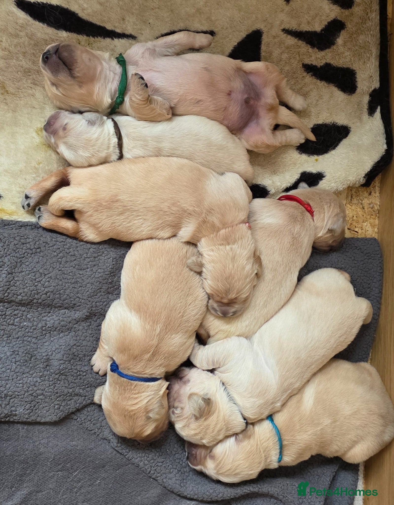 Golden Retriever dogs 5* Golden Retriver puppies - Advert 1