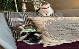 British Shorthair cats for sale: British Shorthair Kittens - Image 7